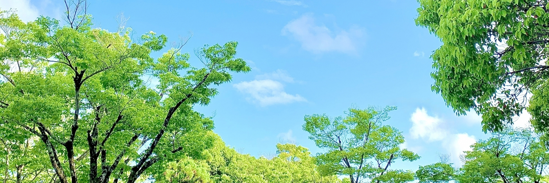 メディルーツ,みそら薬局,川越市,諏訪町,アクア薬局,牛浜